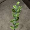 Large Leaves