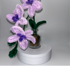 Orchid